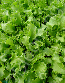 Cichorium endivia (Tres Frisée) Cichorium endivia (Tres Frisée)